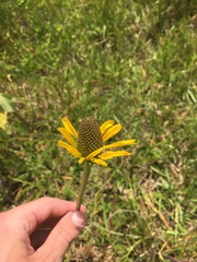 Rudbeckia texana