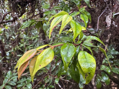 Uromyrtus observed 2026-08-29