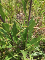 Rudbeckia texana