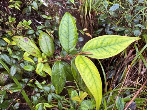 Rhodomyrtus sericea, 2026-08-29