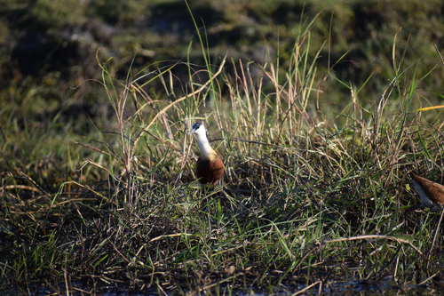 iNaturalist image