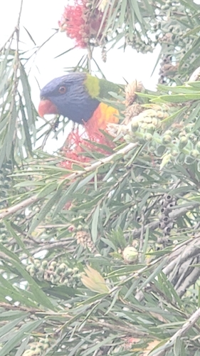 Rainbow Lorikeet
