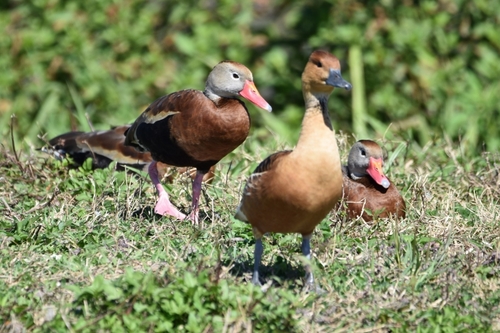 iNaturalist image