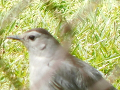 Dumetella carolinensis