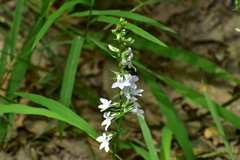 Lobelia spicata