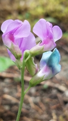 Lathyrus nevadensis