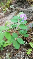 Lathyrus nevadensis