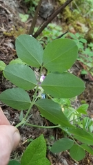 Lathyrus nevadensis