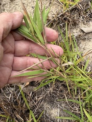 Dichanthelium oligosanthes, photograph author not stated, no rights reserved