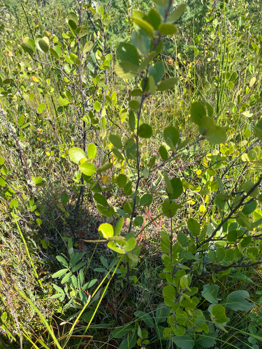Betula pumila, photograph 4