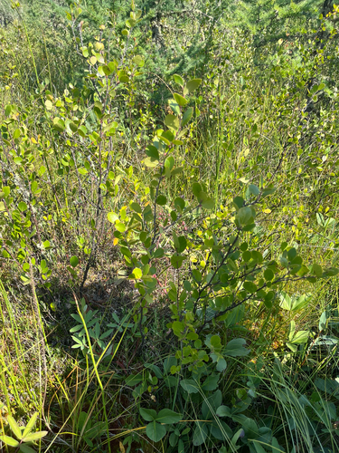 Betula pumila, photograph 6