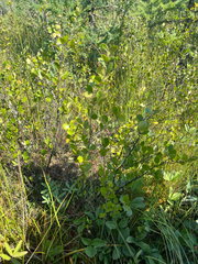 Betula pumila, photograph (c) Jackson Withey, some rights reserved (CC BY)