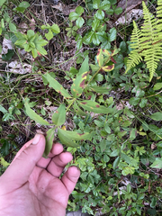 author not stated, no rights reserved Lysimachia quadrifolia, photograph author not stated, no rights reserved