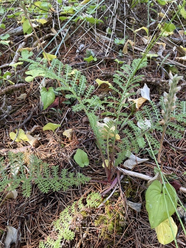 dune tansy