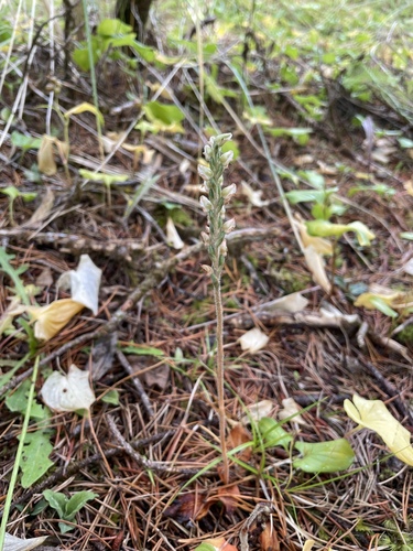 Western Rattlesnake Plantain