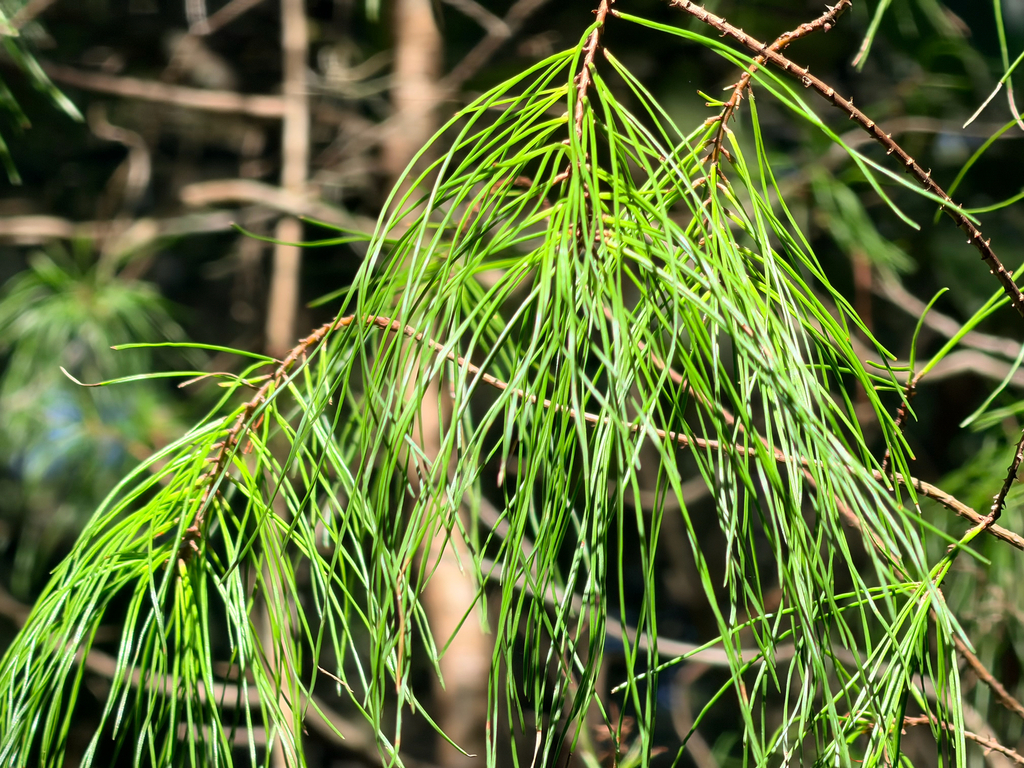 Pinus clausa; photograph (c) Sue Ann Kendall, some rights reserved (CC BY)