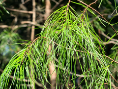 Pinus clausa