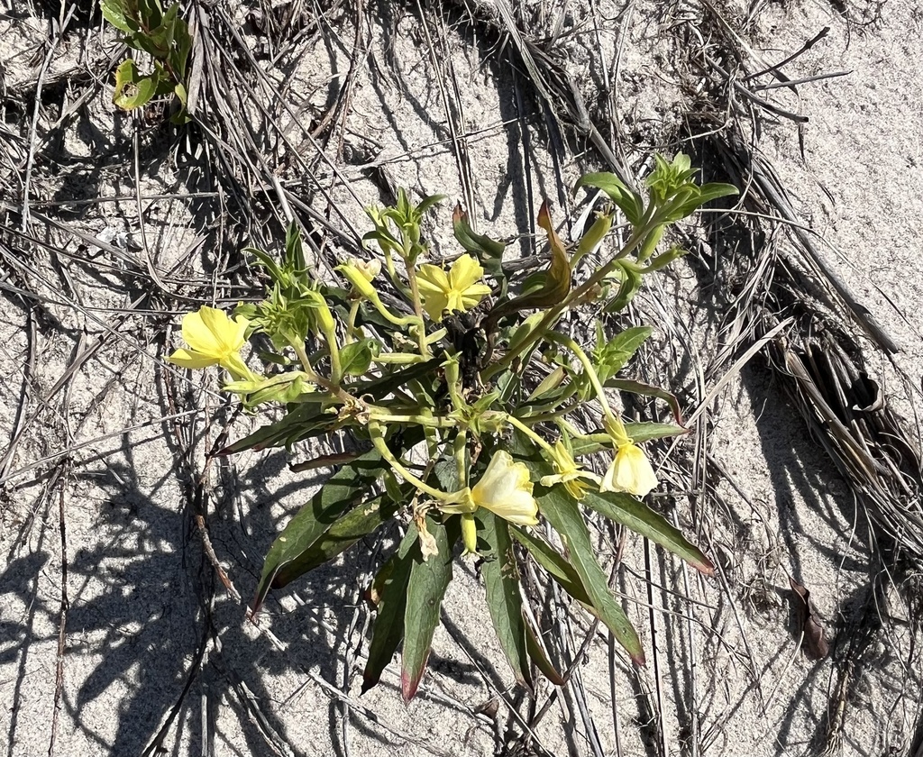 Oenothera parviflora; photograph author not stated, no rights reserved