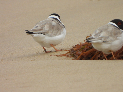 Hooded Plover