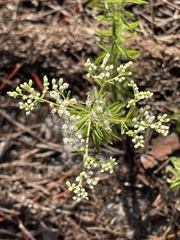Eupatorium mohrii, photograph author not stated, no rights reserved