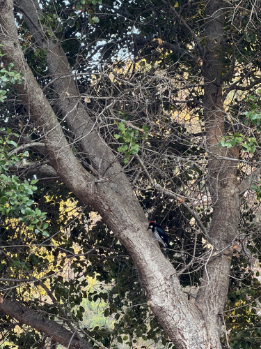 iNaturalist observation photo of Acorn Woodpecker