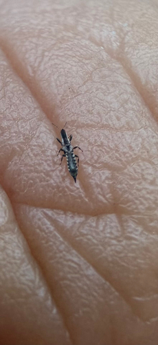 iNaturalist observation photo of Tube-tailed Thrips