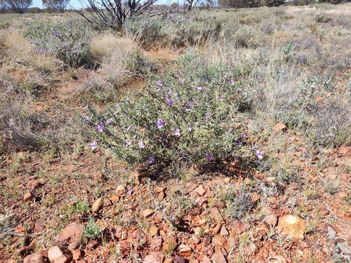 Eremophila gilesii gilesii