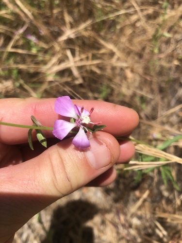Campo clarkia (Clarkia delicata)