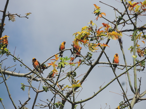 Jandaya Parakeet