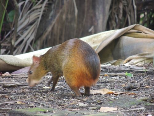 Iack's Red-rumped Agouti