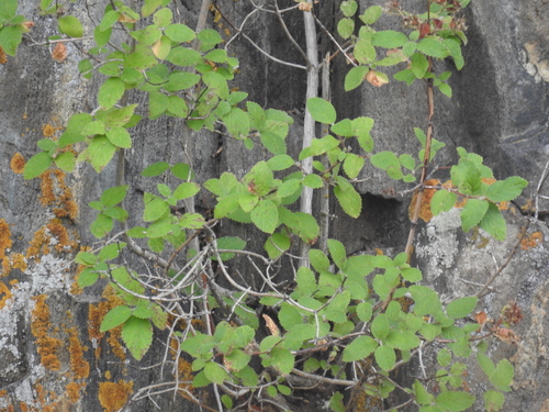 Jamesia americana, photograph 6