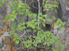 Jamesia americana, photograph author not stated, no rights reserved