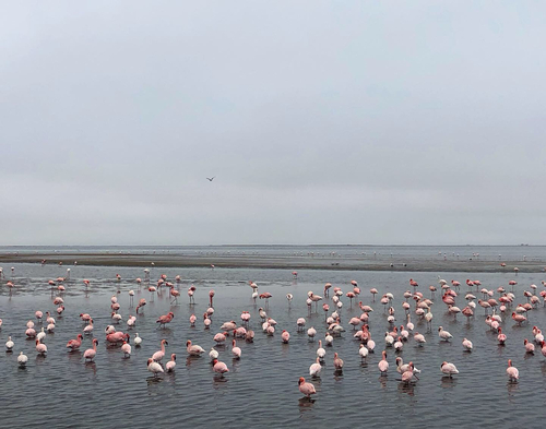 iNaturalist image