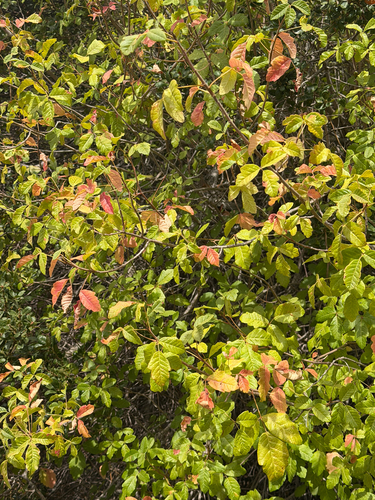 iNaturalist observation photo of Pacific poison oak