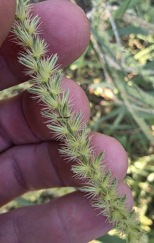 Cenchrus myosuroides observed 2026-08-29