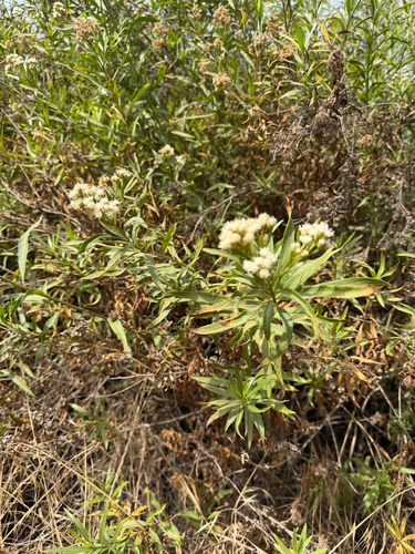 iNaturalist observation photo of mule fat