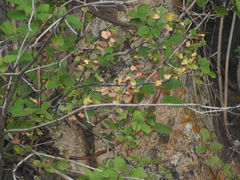 Jamesia americana, photograph author not stated, no rights reserved