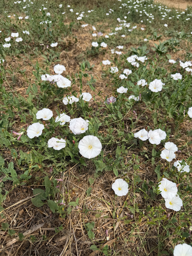 iNaturalist observation photo of field bindweed