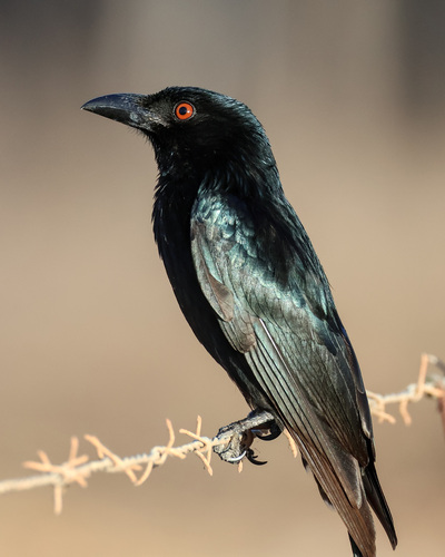 Spangled Drongo