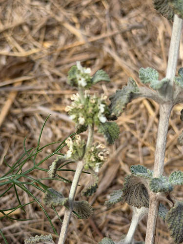 iNaturalist observation photo of White Horehound