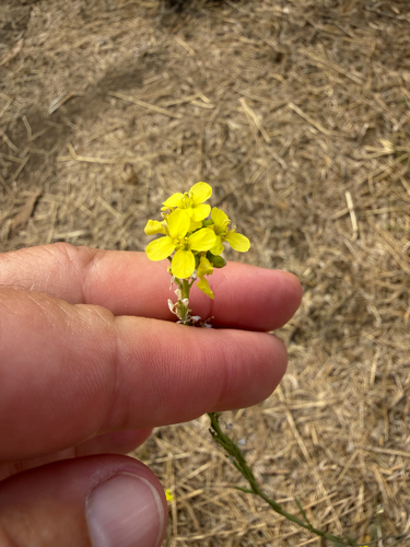 iNaturalist observation photo of Shortpod Mustard