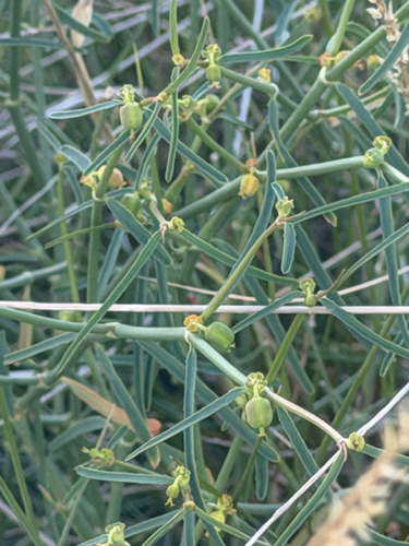 Euphorbia tannensis observed 2026-08-29