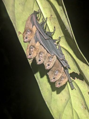 Mosia nigrescens