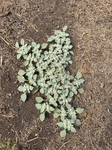 iNaturalist observation photo of turkey mullein