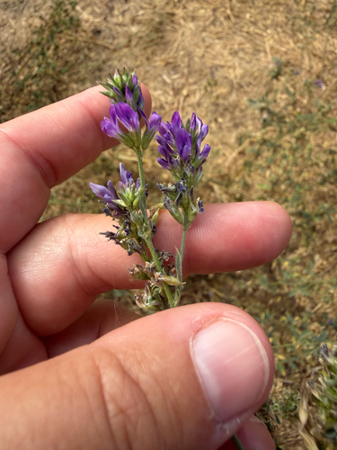 iNaturalist observation photo of Alfalfa