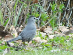 Dumetella carolinensis