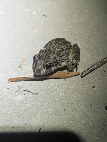 Limnodynastes convexiusculus