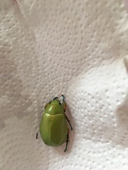 Chrysina modesta