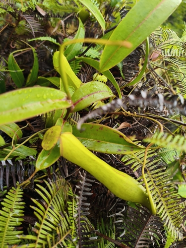 Slender Pitcher-Plant
