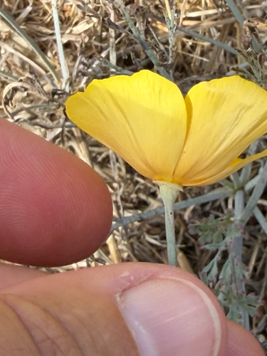 iNaturalist observation photo of Tufted Poppy